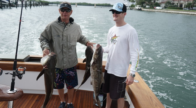 Found the Cobia Today!