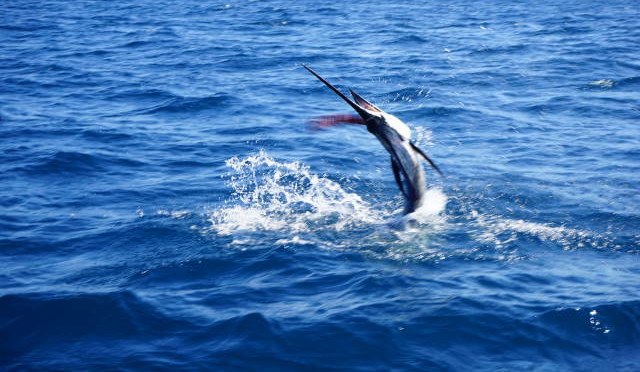 Nice Dolphin Catch and Sailfish Release